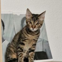 E-tron, ronronne comme un chat ! #5