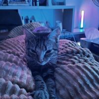 E-tron, ronronne comme un chat ! #6