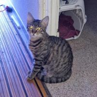 E-tron, ronronne comme un chat ! #7