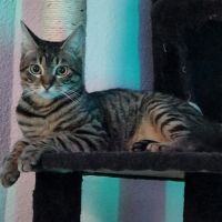 E-tron, ronronne comme un chat ! #9