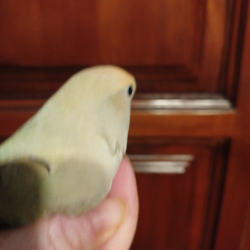 Femelle roseicolis #1