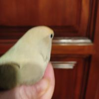 Femelle roseicolis #1