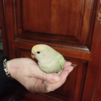 Femelle roseicolis #2