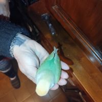 Femelle roseicolis #0