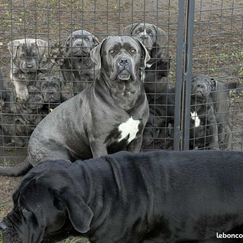Chiots cané corso lof disponibles de suite #1