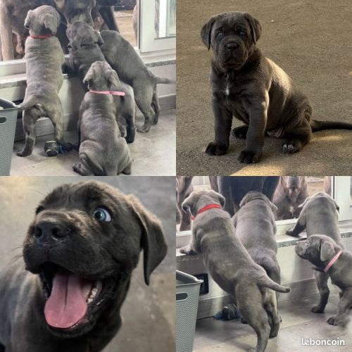 Chiots cané corso lof disponibles de suite #3