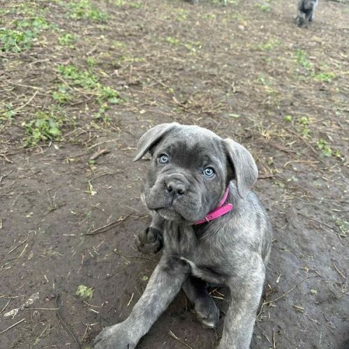 Chiots cané corso lof disponibles de suite #4