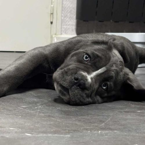 Chiots cané corso lof disponibles de suite #6