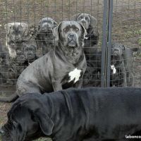 Chiots cané corso lof disponibles de suite #1