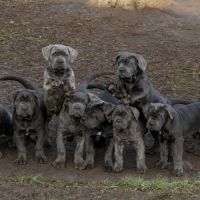 Chiots cané corso lof disponibles de suite #2