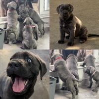 Chiots cané corso lof disponibles de suite #3