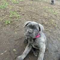 Chiots cané corso lof disponibles de suite #4