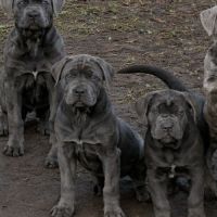 Chiots cané corso lof disponibles de suite