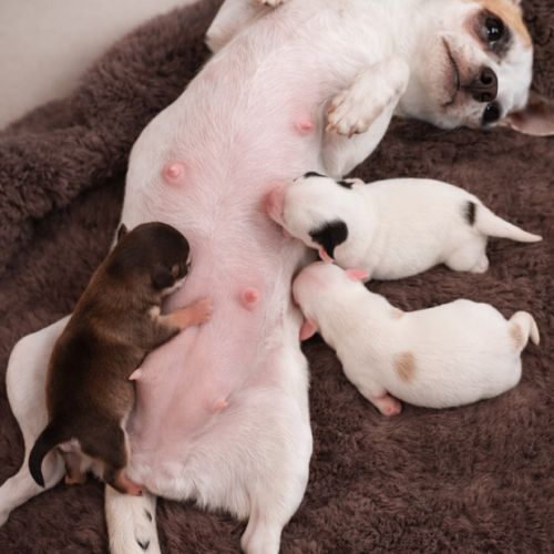 Chihuahua à réserver #3