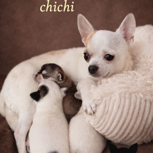 Chihuahua à réserver #0