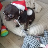 Chihuahua à réserver #1