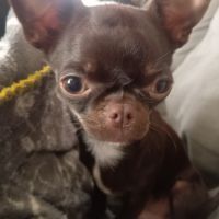 Chihuahua à réserver #2