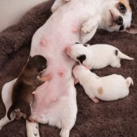 Chihuahua à réserver #3