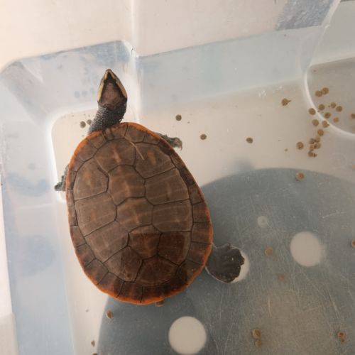 Emydura subglobosa #2