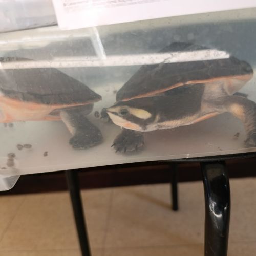 Emydura subglobosa #4