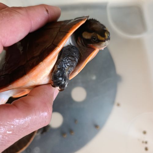 Emydura subglobosa #5