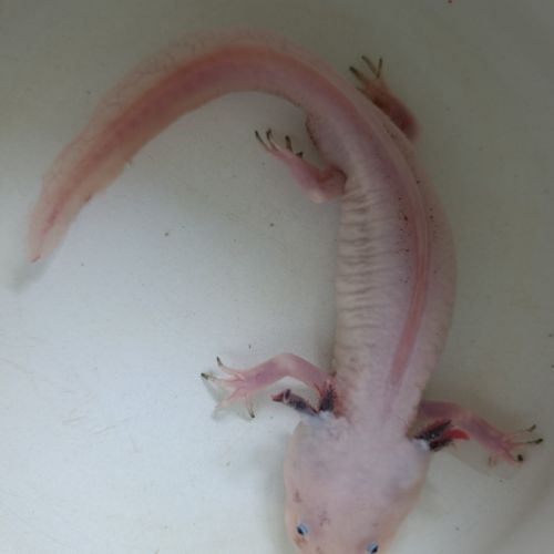 Axolotl leucistique #1