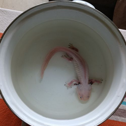 Axolotl leucistique #2