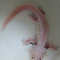 Axolotl leucistique #1