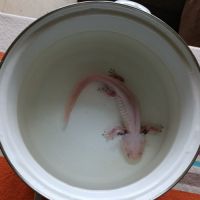 Axolotl leucistique #2