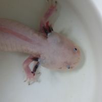 Axolotl leucistique