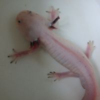 Axolotl leucistique #4