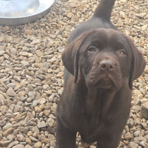 Chiot labrador retriever  #2