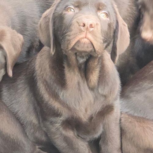 Chiot labrador retriever  #0