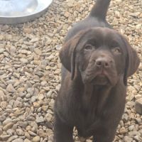 Chiot labrador retriever  #2