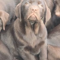 Chiot labrador retriever 