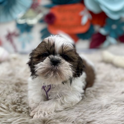 Shih tzu mâle #2