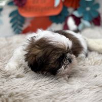 Shih tzu mâle #1