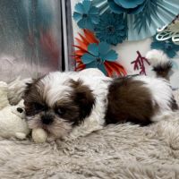 Shih tzu mâle