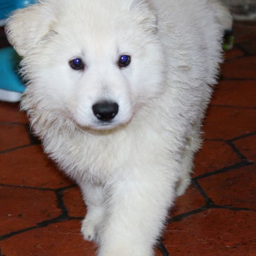 Chiot berger blanc suisse #0