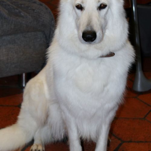 Chiot berger blanc suisse #2