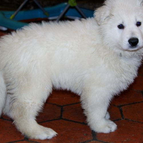 Chiot berger blanc suisse #3