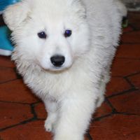 Chiot berger blanc suisse