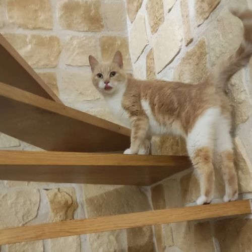 Chat  moka à l adoption #0