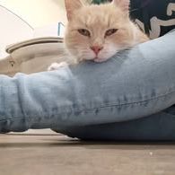 Chat  moka à l adoption #2