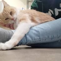 Chat  moka à l adoption #3