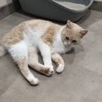 Chat  moka à l adoption #4