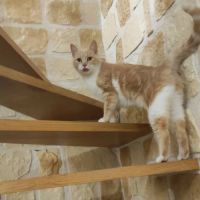 Chat  moka à l adoption