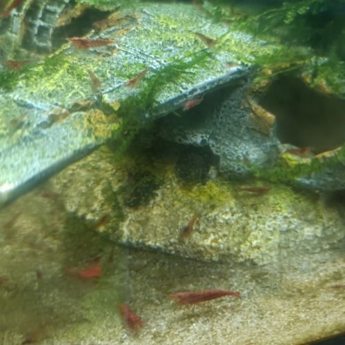 Crevettes red chéri mini #2