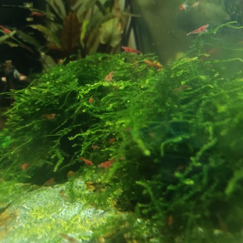 Crevettes red chéri mini #3