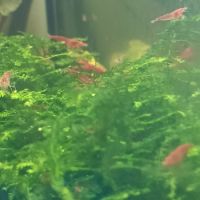 Crevettes red chéri mini #0